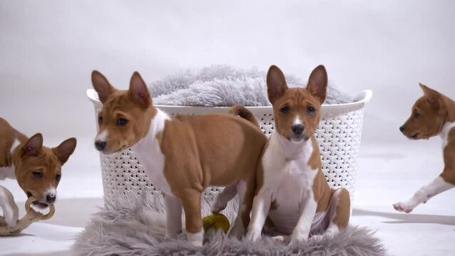 small basenji puppy sit together on blanket cute slow motion full shot