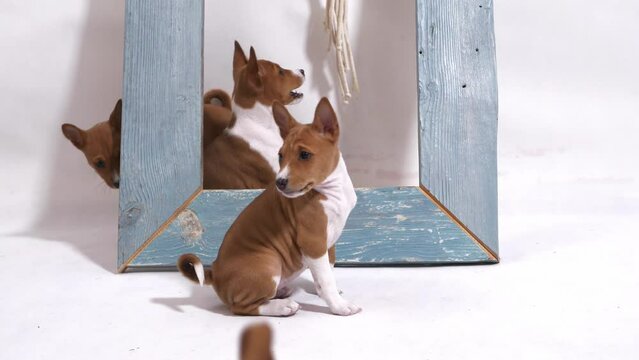 sweet puppy in front of blue wooden frame look at camera slow motion