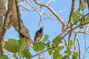 Portrait of a curious funny Munah bird looking at the camera and sitting on the three