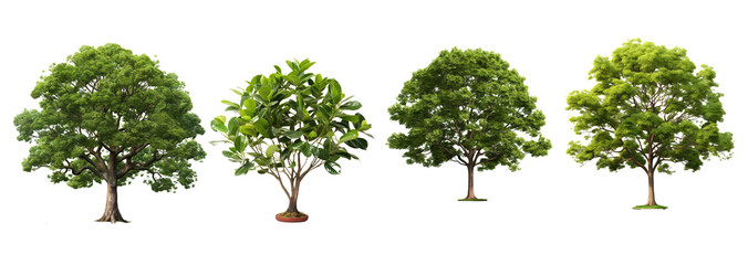 Tree for garden design Tropical species found in Asia
