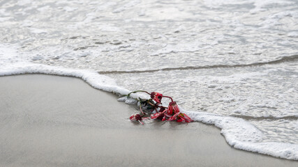 wilted flowers washed up onto a beach with seafoam behind it.