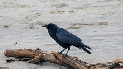 Crow on a beach sitting on a piece of wood.