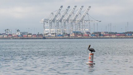 Brown Pelican on a buoy in long beach industrial area