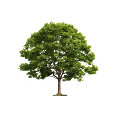 Tree for garden design Tropical species found in Asia