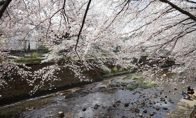 恩田川に覆いかぶさるように咲く満開の桜3