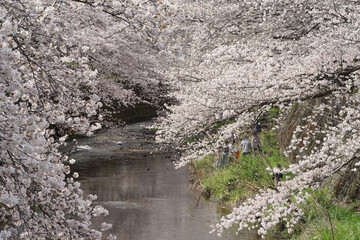 恩田川に覆いかぶさるように咲く満開の桜2