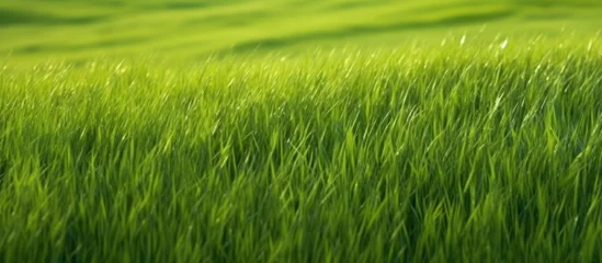 Foto op Canvas green grasslands or rice fields © gufron