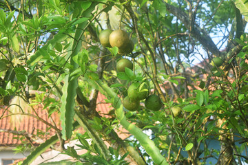 Green oranges grow on a shady tree