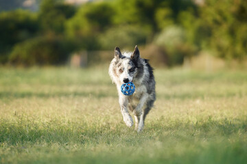 A Border Collie carries a blue ball in its mouth, trotting across a lush park. The focused dog showcases both playfulness and determination amidst the greeneryx