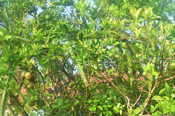 Green oranges grow on a shady tree