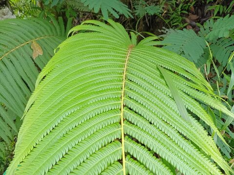 sadleria cyatheoides, a type of fern that can grow tall and lives in humid tropical forests