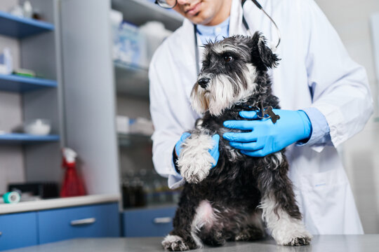 Veterinarian holding domestic dog's paw
