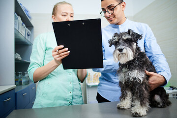 Veterinarian filling a form at the visit for a dog - obrazy, fototapety, plakaty
