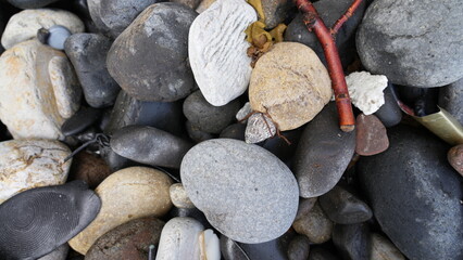 打ち上げられた石と貝