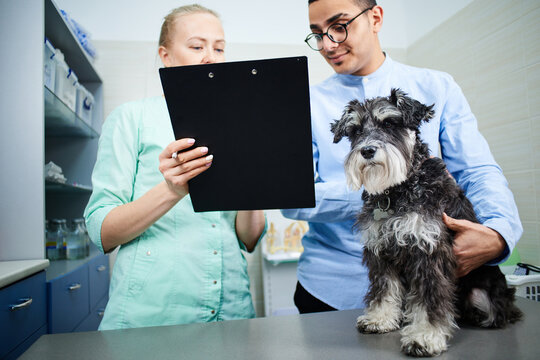 Veterinarian filling a form at the visit for a dog