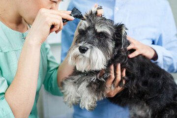Veterinarian examine ears of of the dog with otoscope - obrazy, fototapety, plakaty