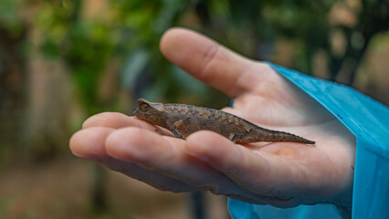 A tiny baby chameleon sits on the palm of a man. Scaly skin, eyes, tail are visible.  Side view....
