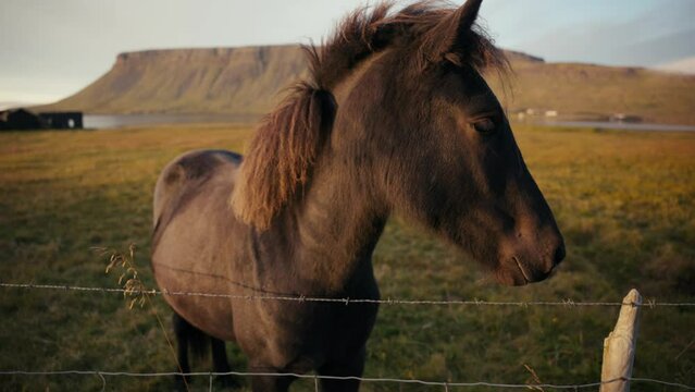 Brown pony looks on into the sunset with a gorgeous green cliffside in the background.  The horse is filmed in glorious slow motion.