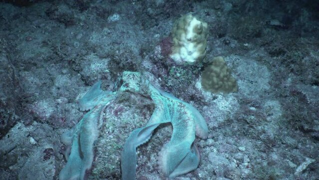 A Caribbean reef octopus undulates across the ocean floor at night, changing color. 
