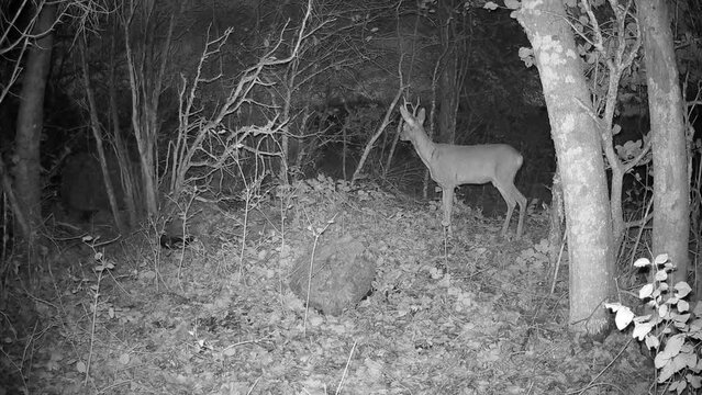 Male roe deer (Capreolus capreolus) is suspicious of a trail camera. Saaremaa, Estonia.