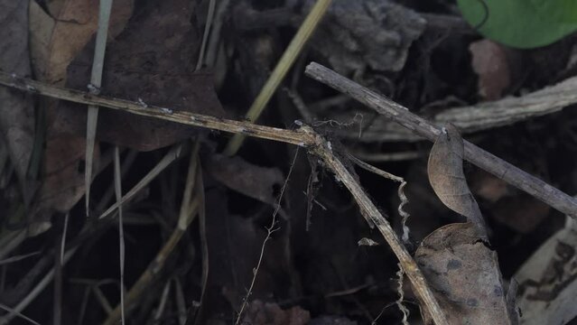 black ant carrying eggs