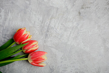 Hermosos tulipanes frescos sobre fondo de textura gris, con espacio