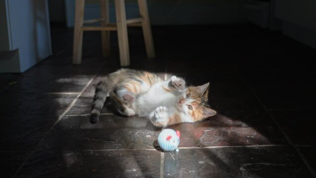 Young calico cat, playing with a ball, lies down on a brown and red slate floor, lit by natural light through a french door, during the day