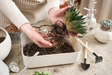 Woman holding Aloe Aristata house plant with roots for replanting