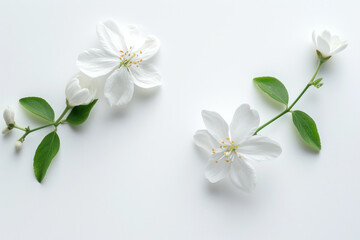 Naklejka na ściany i meble Top view white flowers on white background, Flat lay minimal
