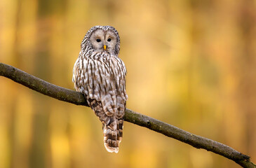Ural owl ( Strix uralensis ) close up - 740475157
