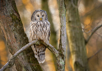 Ural owl ( Strix uralensis ) close up - 740475160