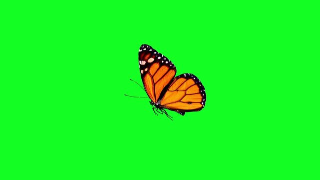 Butterfly on green screen background