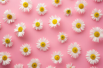 Fototapeta na wymiar Top view white daisy flowers on pink background, Flat lay minimal
