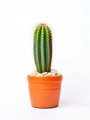 Cactus in a pot, isolated, white background
