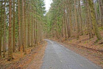 a long narrow road in the woods, with lots of trees