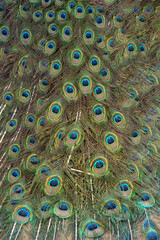 Obraz premium Green peacock feathers for a beautiful background