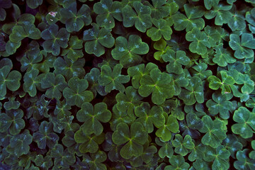 clover patch