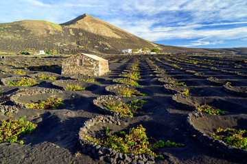 Lanzarote island - traditional wine plantation - 740481759