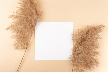 Mocup on a beige background. Empty space for text. Advertising, design, post. Pampas, reeds, broomstick, dry bamboo trending plant