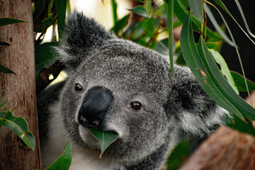 Australia is a megadiverse country and is home to an extraordinarily high amount of animal species. There are species that can only be found in Australia such as some kind of birds or the monotremes.