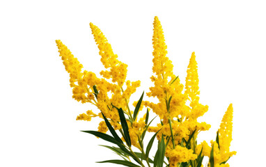 A vase filled with yellow flowers sits atop a table. Isolated on a Transparent Background PNG.