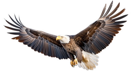 Majestic Bald Eagle in Flight