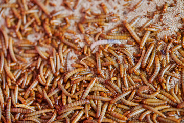 Close-up of Mealworm in container