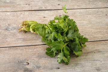 Green coriander leaves herb heap