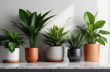 Different houseplants on counters near light wall -