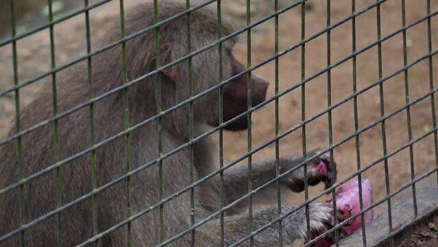 a monkey or babboon in a cage in a zoo