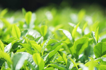 日本の茶畑（茶葉アップ）