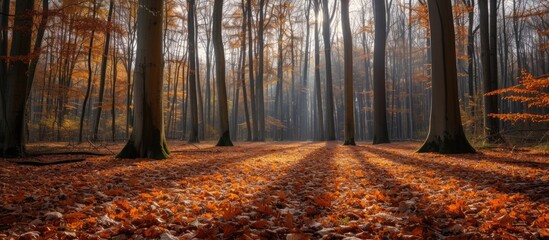 A stunning photo capturing a forest filled with beech trees covered in vibrant autumn leaves, illuminated by the gentle backlighting, with a carpet of dry leaves in the foreground. - obrazy, fototapety, plakaty