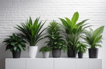 Fototapeta premium Composition of green houseplants on a white wall 