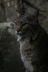 Obraz premium Lynx in a zoo deep thinking